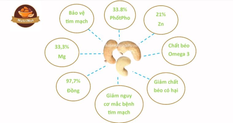 Mủ Hạt Điều Là Gì