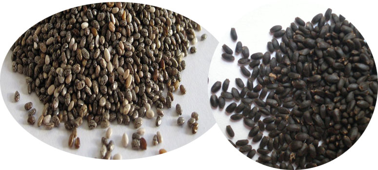 Hạt chia có giống hạt é không? So sánh chi tiết
