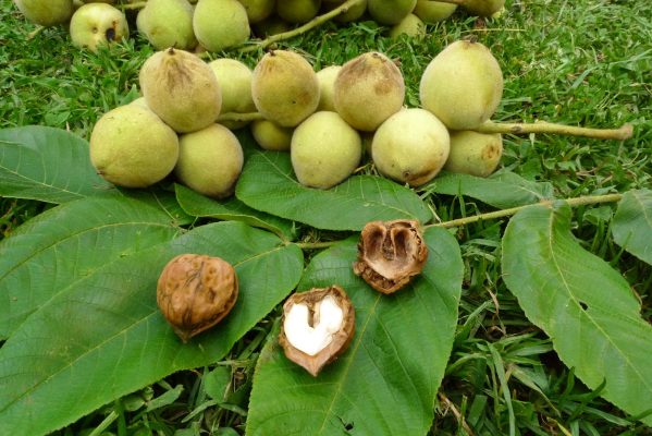 Hạt óc chó có tác dụng gì? 6 công dụng bất ngờ khiến ai cũng nên dùng mỗi ngày