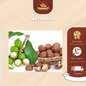 Hạt Macca – Tinh hoa từ thiên nhiên cho sức khỏe vàng