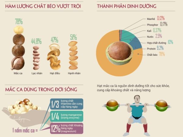 Hạt Macca – Hạt dinh dưỡng cao cấp cho sức khỏe - Hình ảnh 3